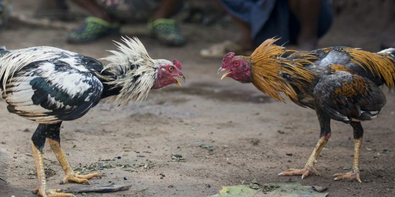 Chơi đá gà Thomo có trách nhiệm để đảm bảo trải nghiệm tốt nhất